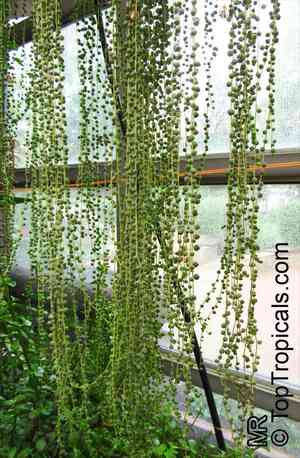 String of pearls(Curio rowleyanus)