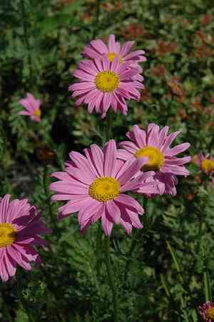 Pyrethrum(Tanacetum coccineum)