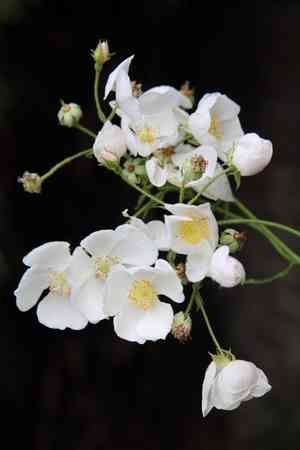 Rosa lucieae(Rosa lucieae)