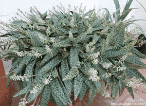 Silver squill(Ledebouria socialis)