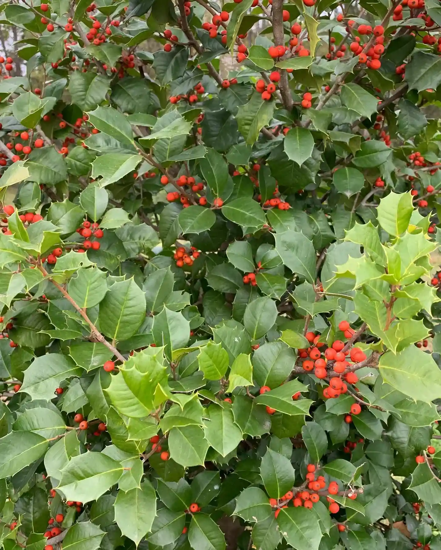 American holly(Ilex opaca)
