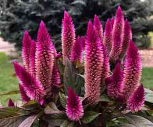 Plumed cockscomb(Celosia argentea)