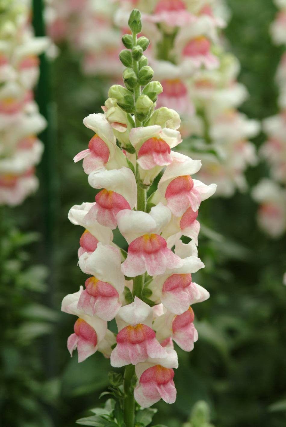 Garden snapdragon