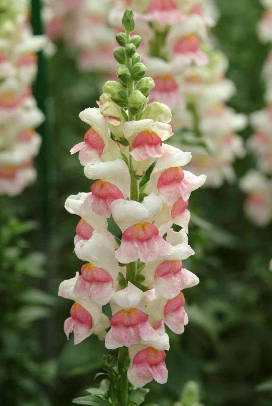 Garden snapdragon(Antirrhinum majus)