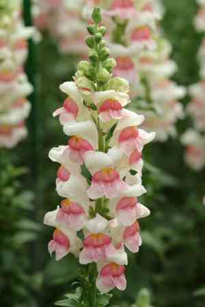 Garden snapdragon(Antirrhinum majus)