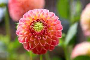 Garden dahlia(Dahlia pinnata)