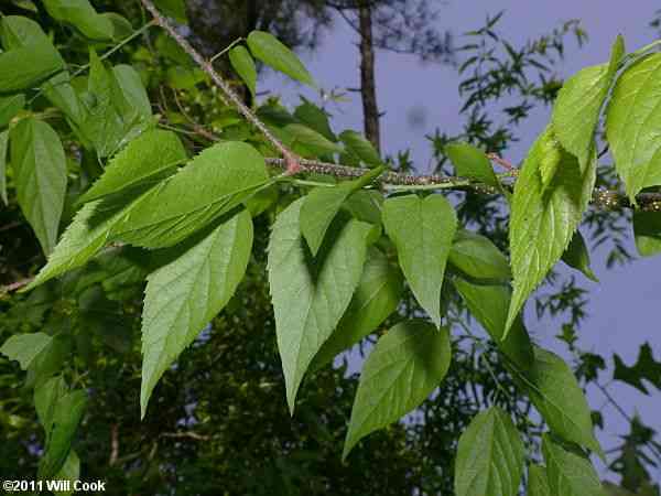 Sugarberry(Celtis laevigata)