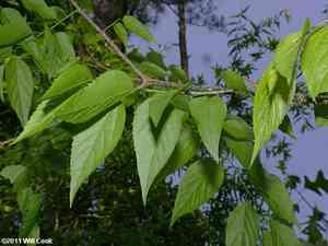 Sugarberry(Celtis laevigata)