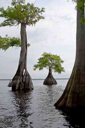 Bald cypress(Taxodium distichum)