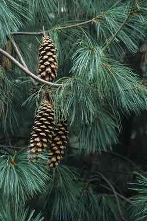 Himalayan pine(Pinus wallichiana)