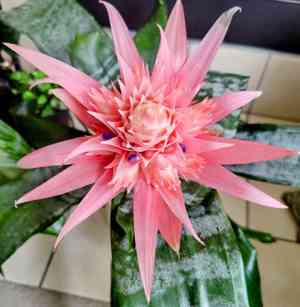 Urn plant(Aechmea fasciata)