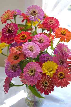 Common zinnia(Zinnia elegans)