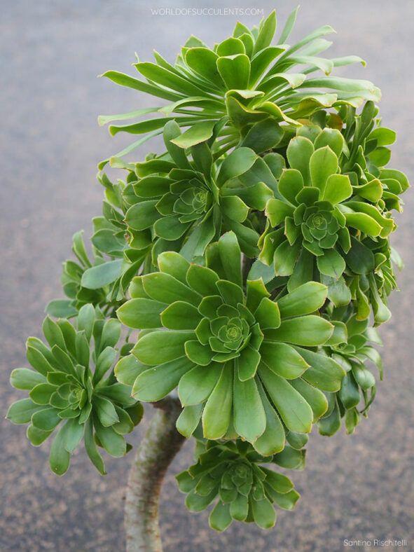 Tree aeonium