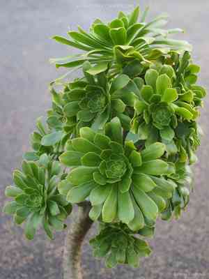 Tree aeonium(Aeonium arboreum)