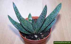 Bredasdorp gasteria(Gasteria carinata)