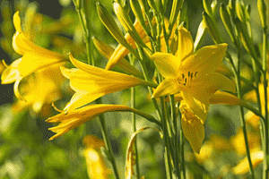 Yellow daylily(Hemerocallis lilioasphodelus)