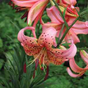 Tiger lily(Lilium lancifolium)