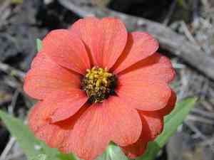 Zinnia peruviana(Zinnia peruviana)