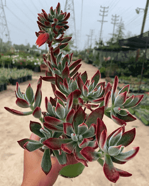 Chenille plant(Echeveria pulvinata)