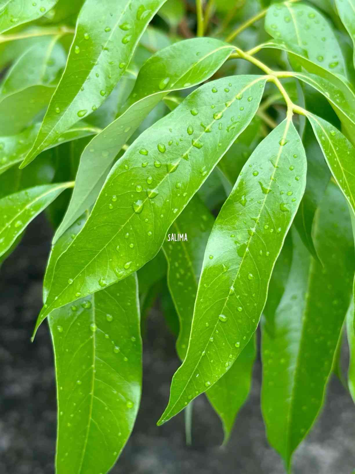 Mango tree(Mangifera indica)