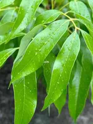 Mango tree(Mangifera indica)