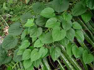 Water yam(Dioscorea alata)