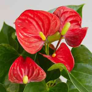 Flamingo flower(Anthurium andraeanum)