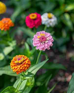 Common zinnia(Zinnia elegans)