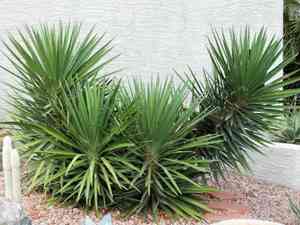 Aloe yucca(Yucca aloifolia)