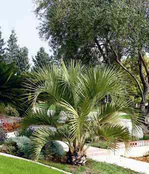 Jelly palm(Butia capitata)