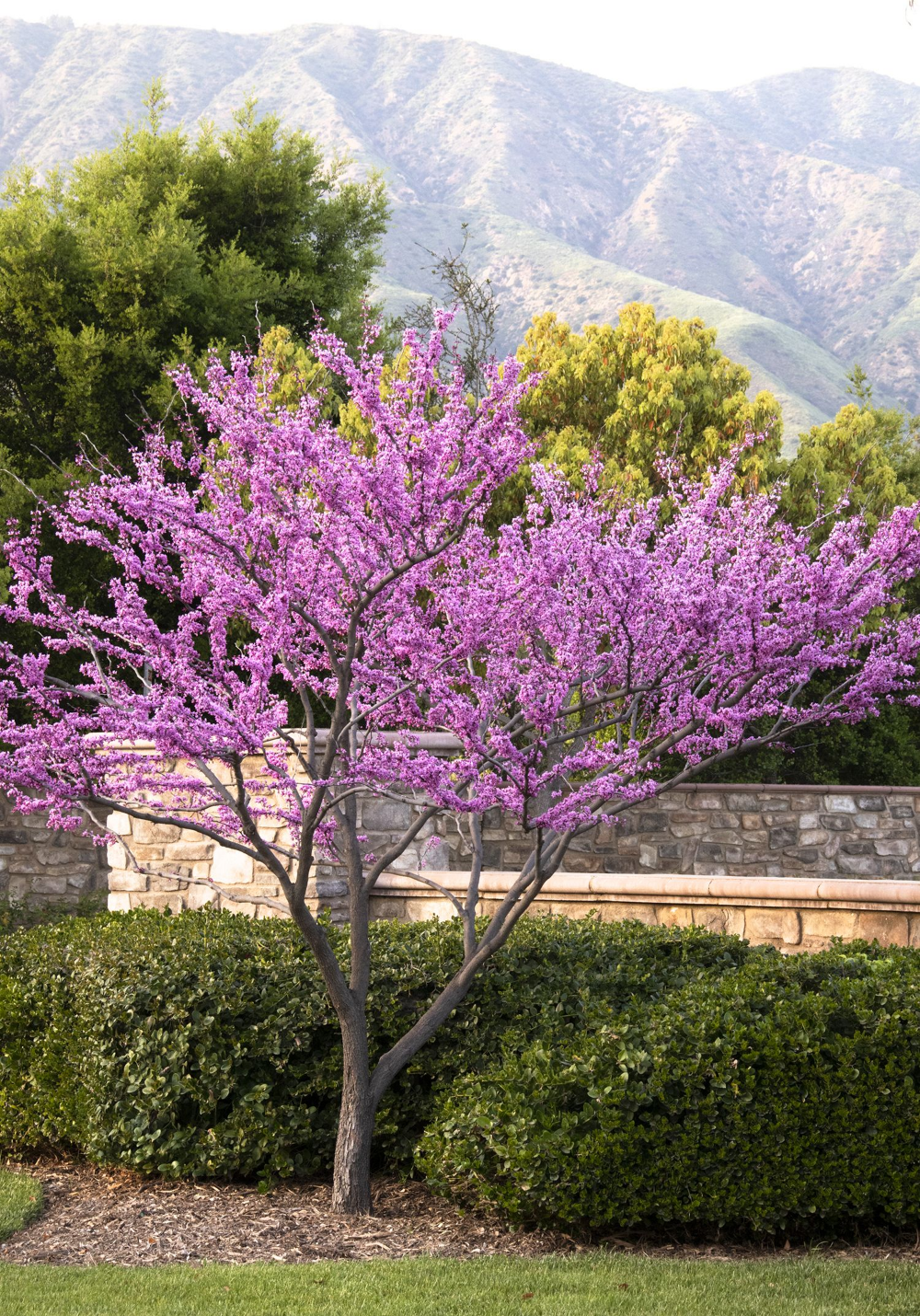 Eastern redbud(Cercis canadensis)