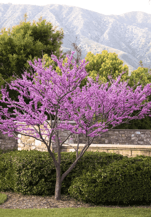 Eastern redbud(Cercis canadensis)