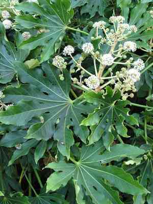 Paperplant(Fatsia japonica)