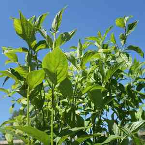 Red osier dogwood(Cornus sericea)
