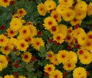 Indian chrysanthemum(Chrysanthemum indicum)