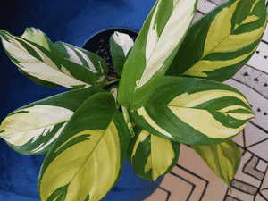 Arrowroot(Maranta arundinacea)