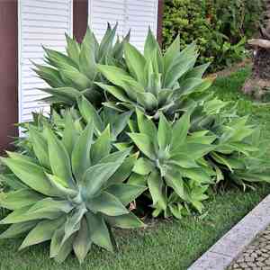 Foxtail agave(Agave attenuata)