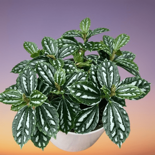 Aluminum plant