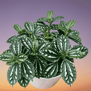 Aluminum plant(Pilea cadierei)