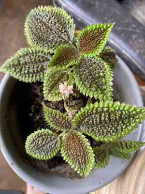 Friendship plant(Pilea involucrata)