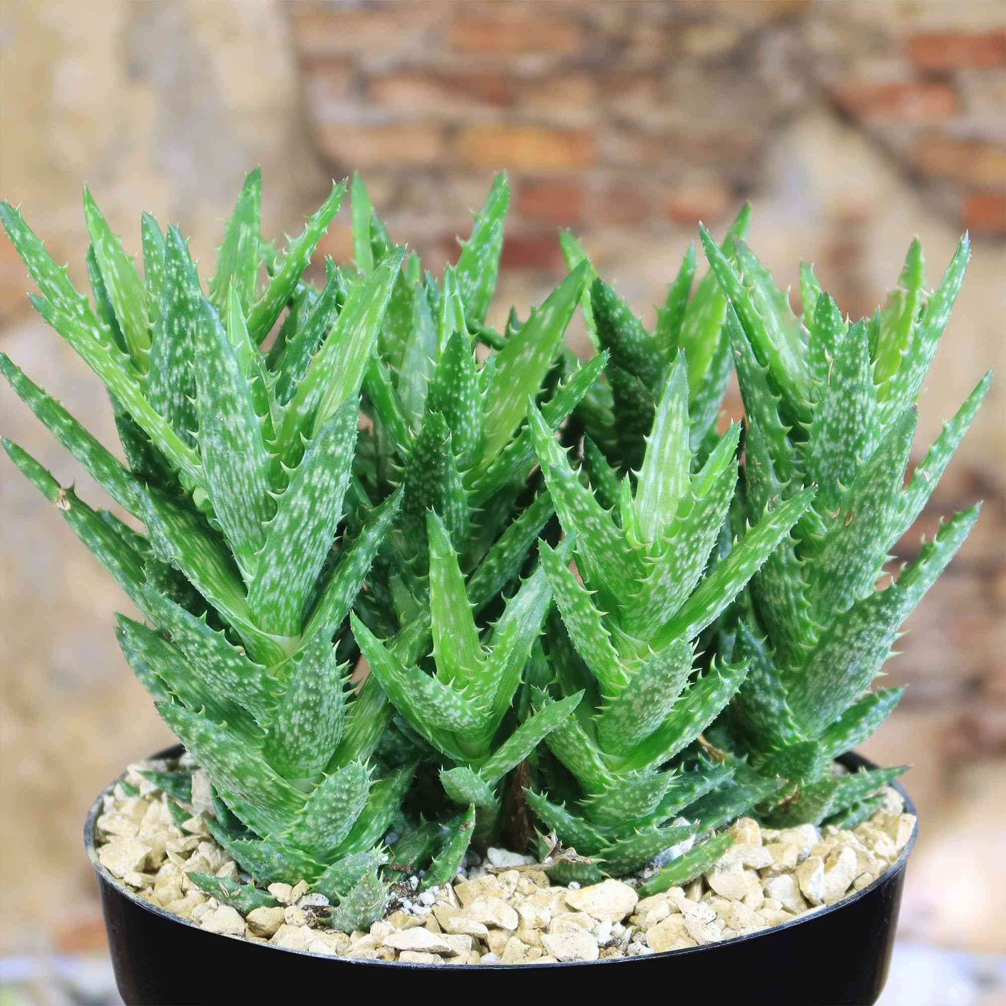 Tiger tooth aloe(Aloe juvenna)