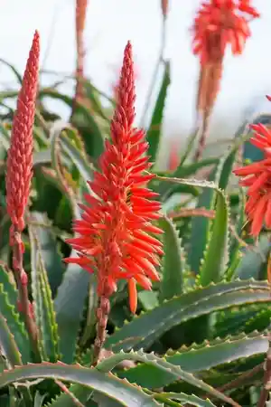 Candelabra aloe(Aloe arborescens)