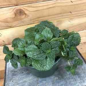 Creeping charlie(Pilea nummulariifolia)