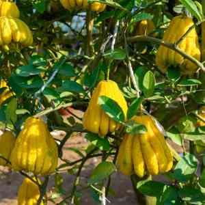 Citron(Citrus medica)