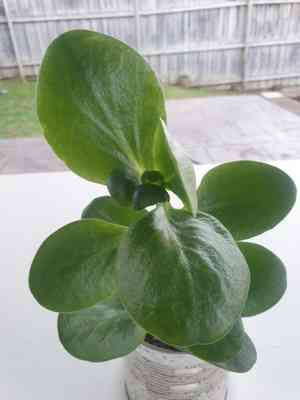 Fairy crassula(Crassula multicava)