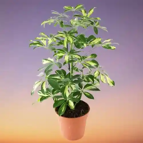 Dwarf umbrella tree(Schefflera arboricola)