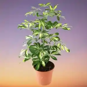 Dwarf umbrella tree(Schefflera arboricola)