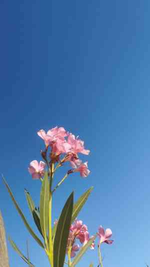 Oleander(Nerium oleander)