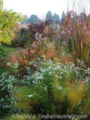 White heath aster(Symphyotrichum ericoides)