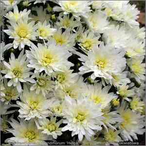 Dendranthema grandiflorum(Dendranthema grandiflorum)